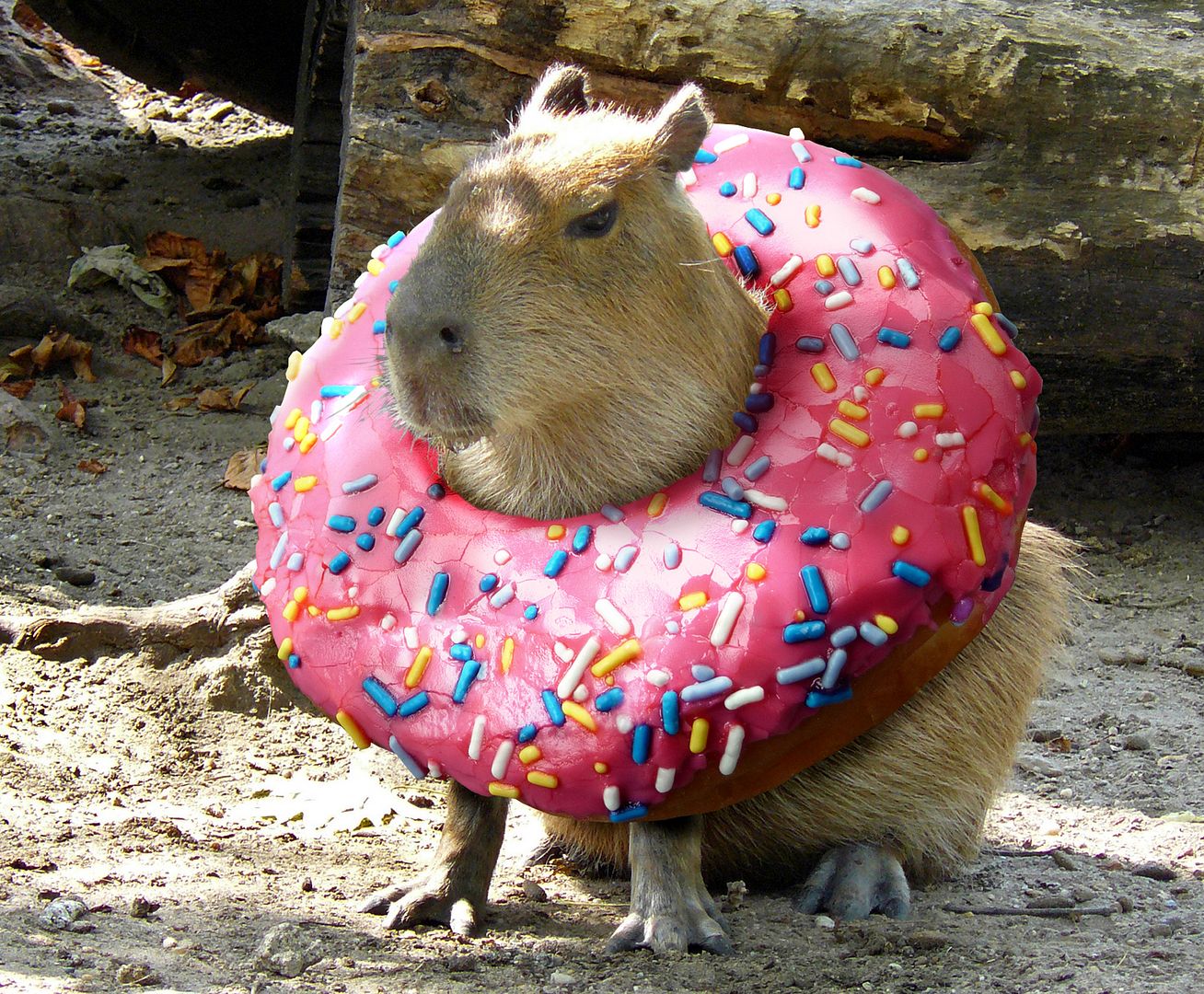 Group Of Capybaras