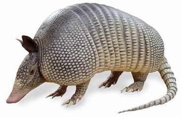 armadillo.jpg