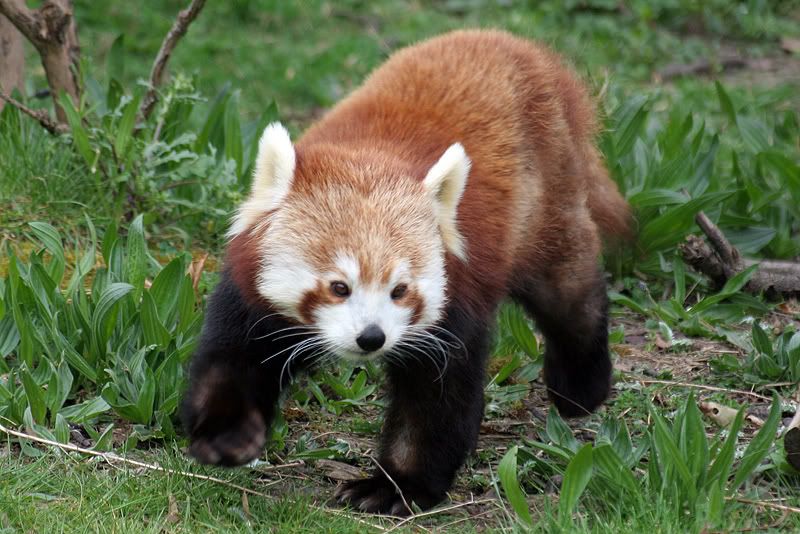 IMAGE: http://i157.photobucket.com/albums/t65/Daniel_F_2007/Chester%20Zoo/IMG_0431.jpg