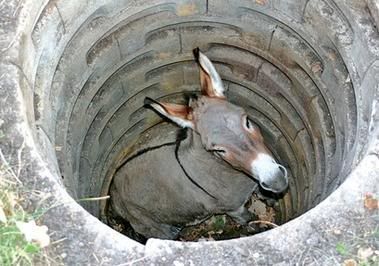 Donkey in Hole