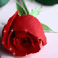 Rose w/ glitter Pictures, Images and Photos