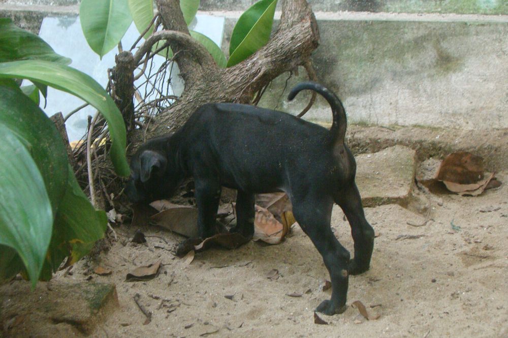 Bán chó phú quốc màu đen - 1