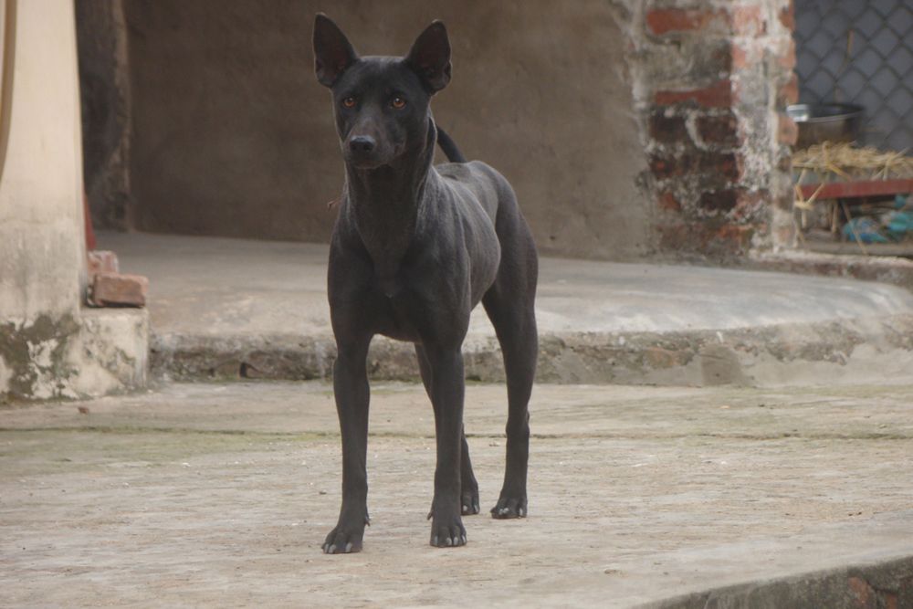 Bán chó phú quốc màu đen - 5