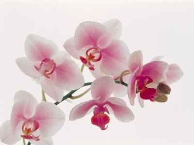 PinkOrchidFlowers.jpg White Orchids image by masolis922