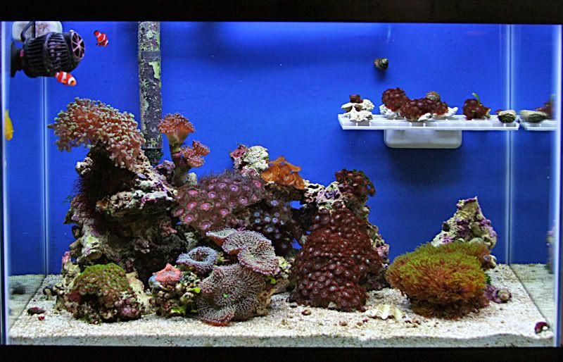 Ricordea Mushroom Care