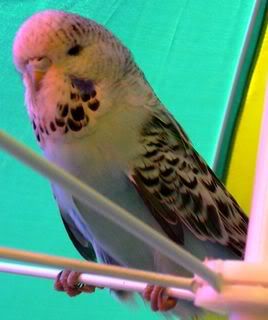 DSCN1295.jpg