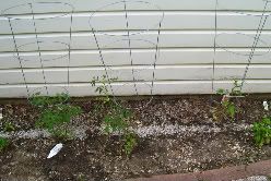 Tomato Plants in May