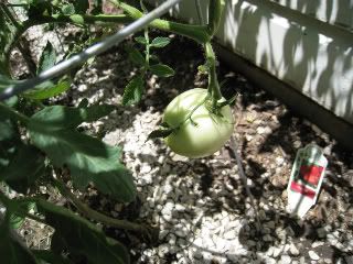 Biggest Tomato on 7-13