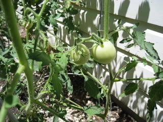 More tomatoes on 7-13