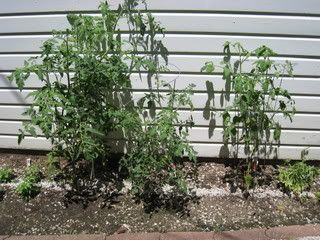 Tomato Plants in July