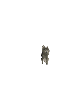 Animation-Wolf Pictures, Images and Photos