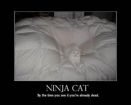 funny crap. funny crap :: ninja.jpg