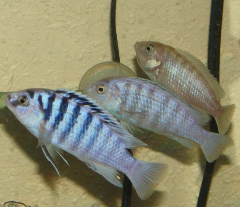 Labidochromis Chisumulae