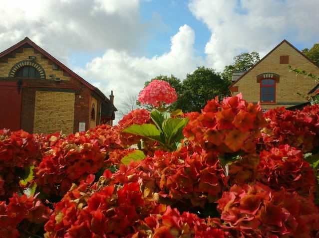 flower-1.jpg