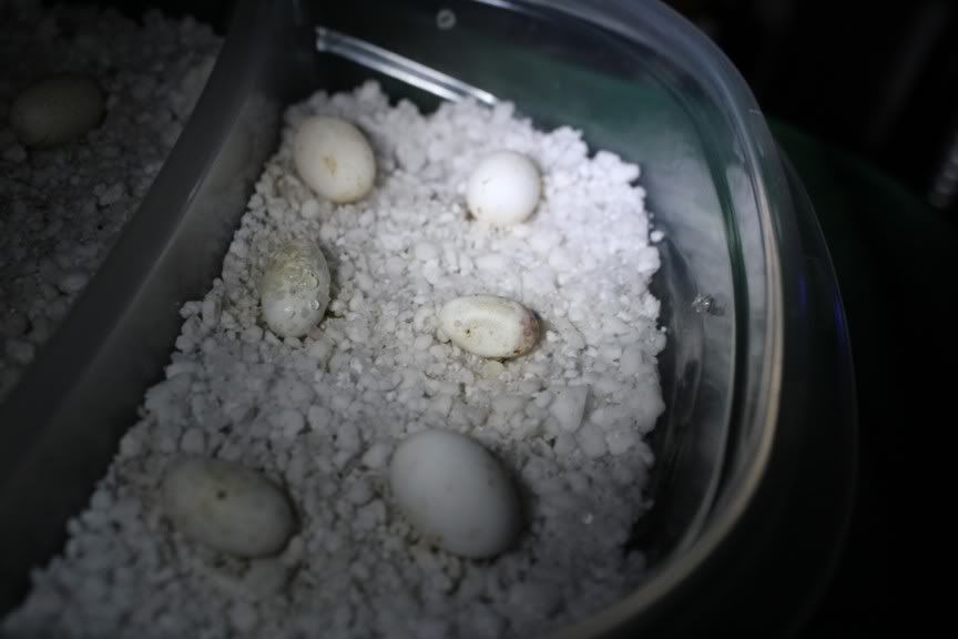what do eggs look like before they hatch? Chameleon Forums