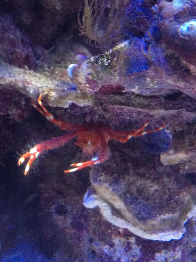 504514de - Squat Lobster