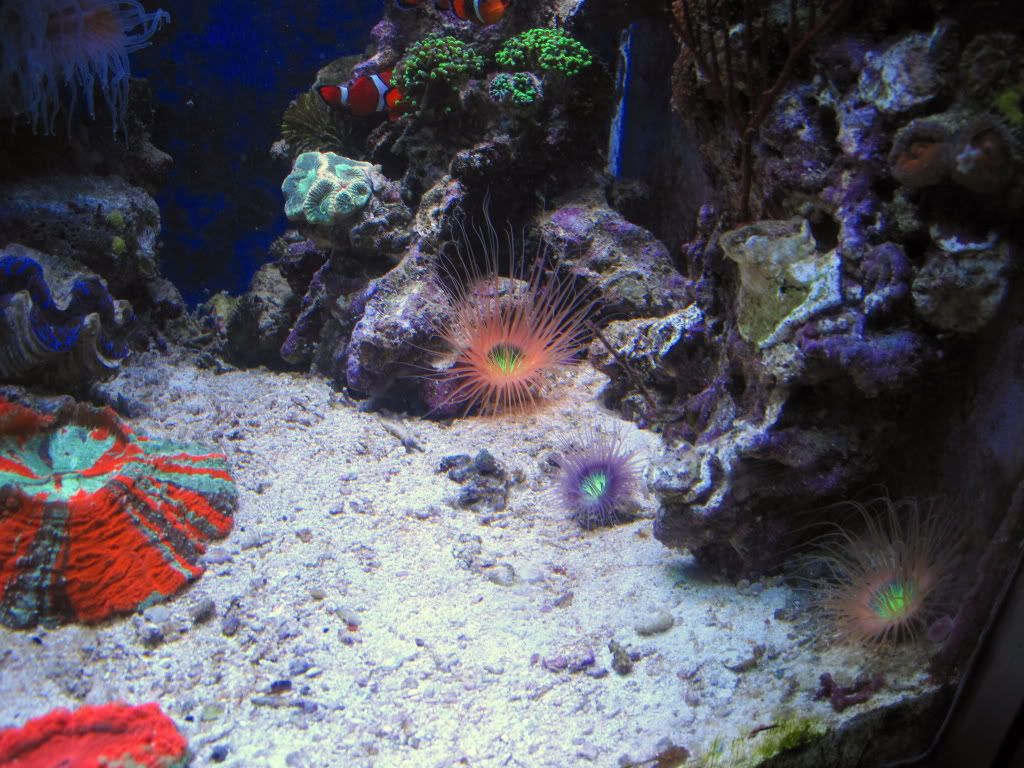 aq82011001r - Slapshot's Non-Photo Reef