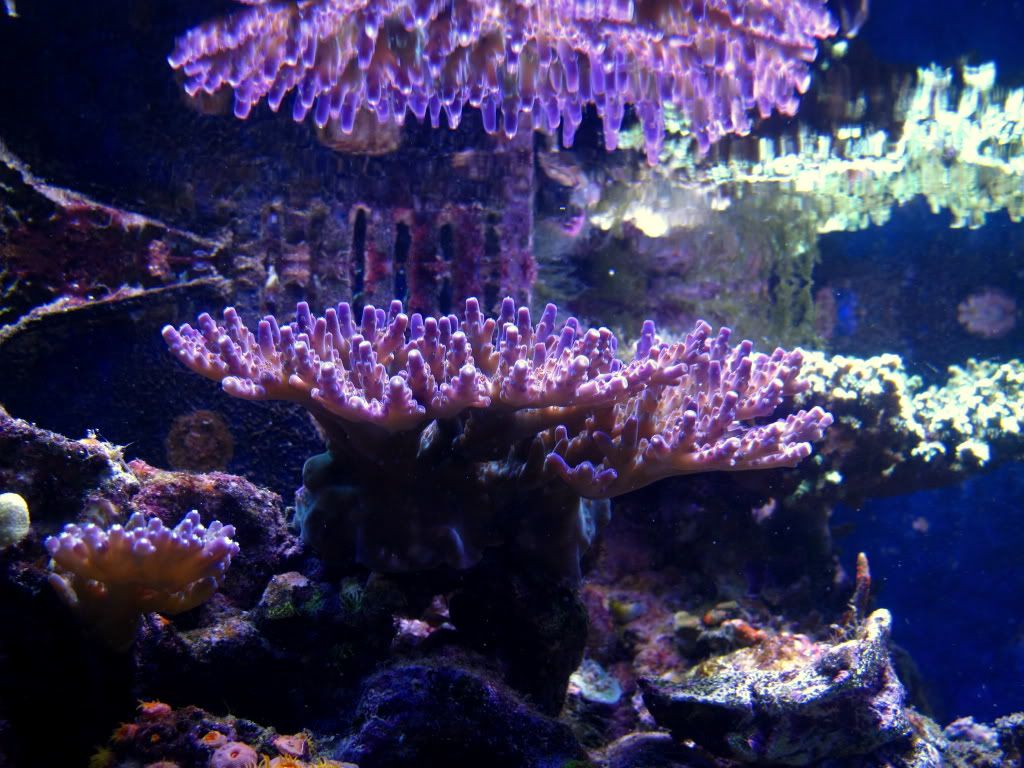 aq82011013r - Slapshot's Non-Photo Reef