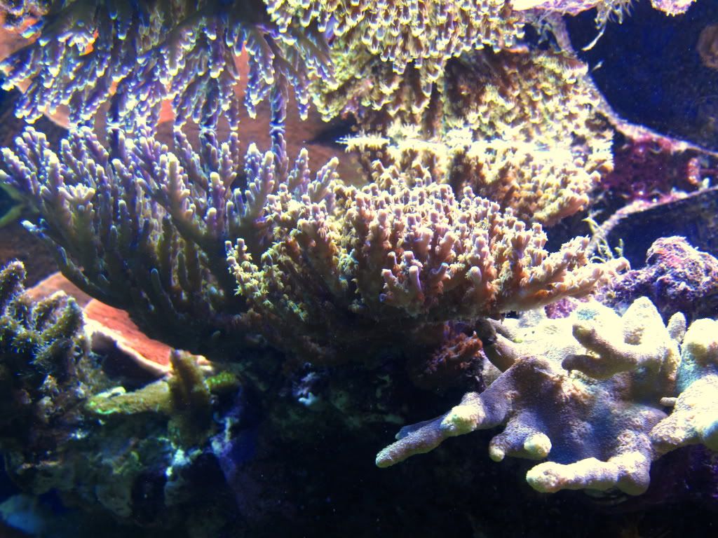 aq82011015r - Slapshot's Non-Photo Reef