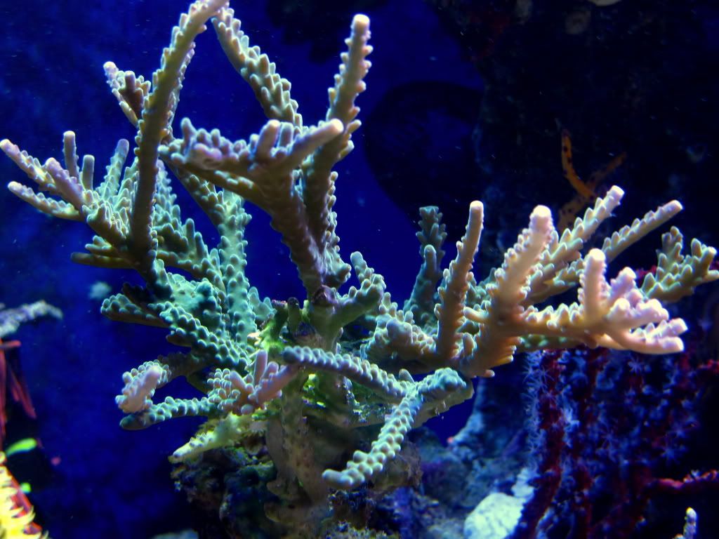 aq82011016r - Slapshot's Non-Photo Reef