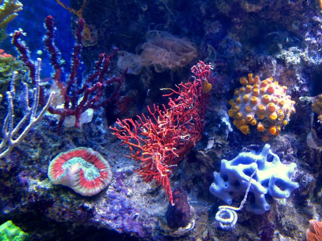 aq82011017r - Slapshot's Non-Photo Reef