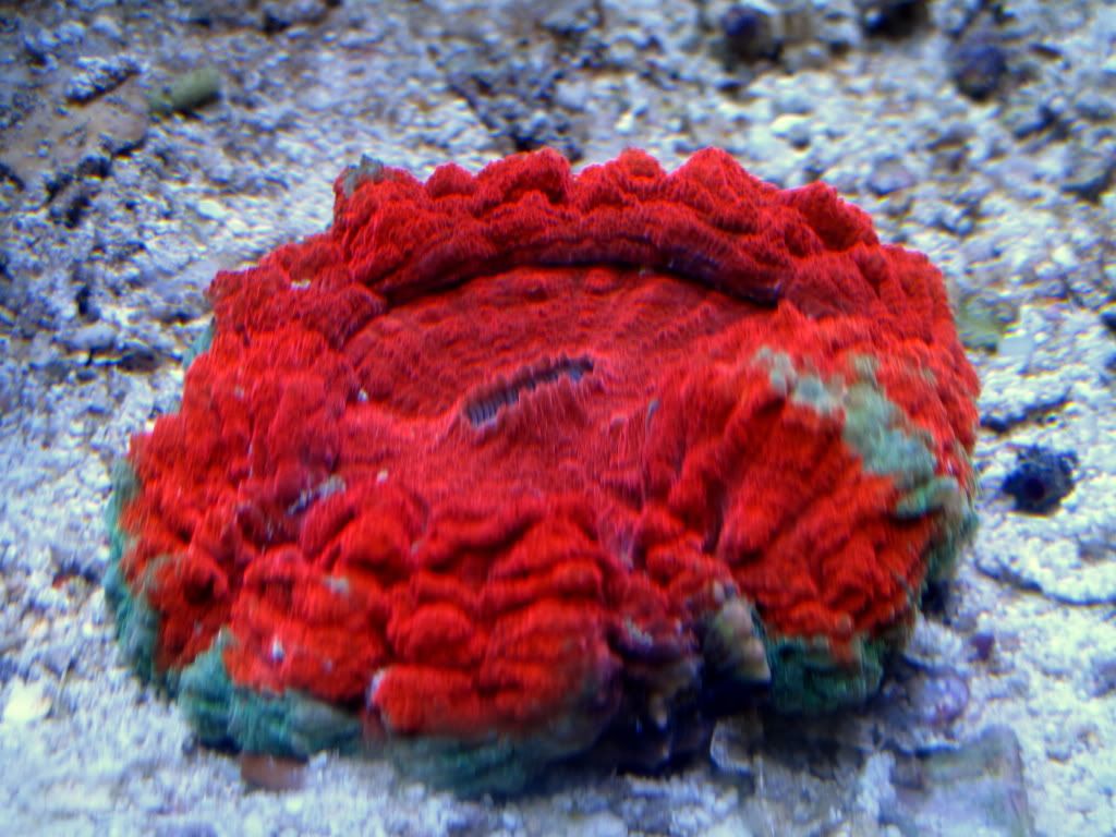 aq82011018r - Slapshot's Non-Photo Reef
