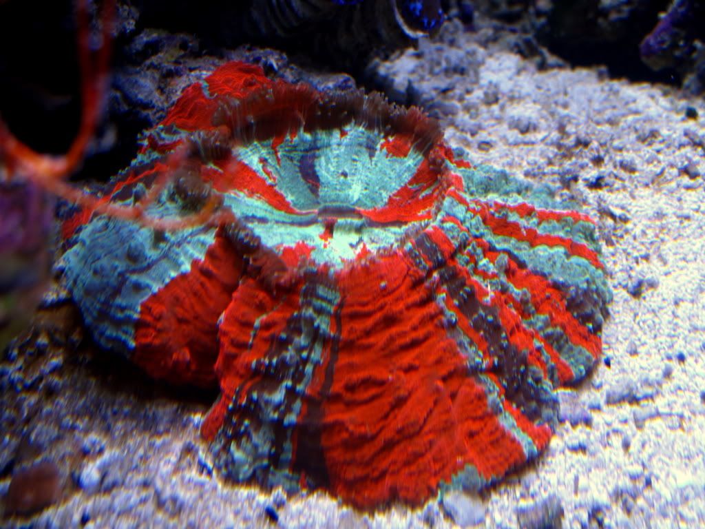 aq82011019r - Slapshot's Non-Photo Reef