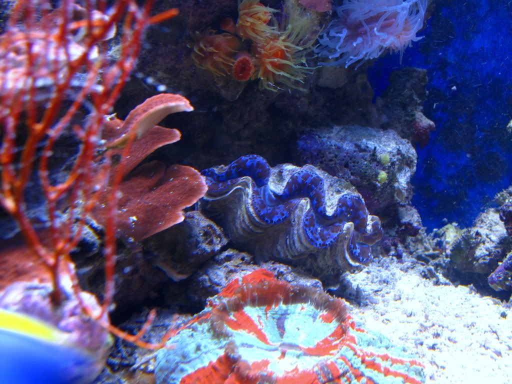 aq82011021r - Slapshot's Non-Photo Reef
