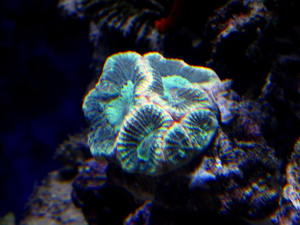 aq82011037r - Slapshot's Non-Photo Reef