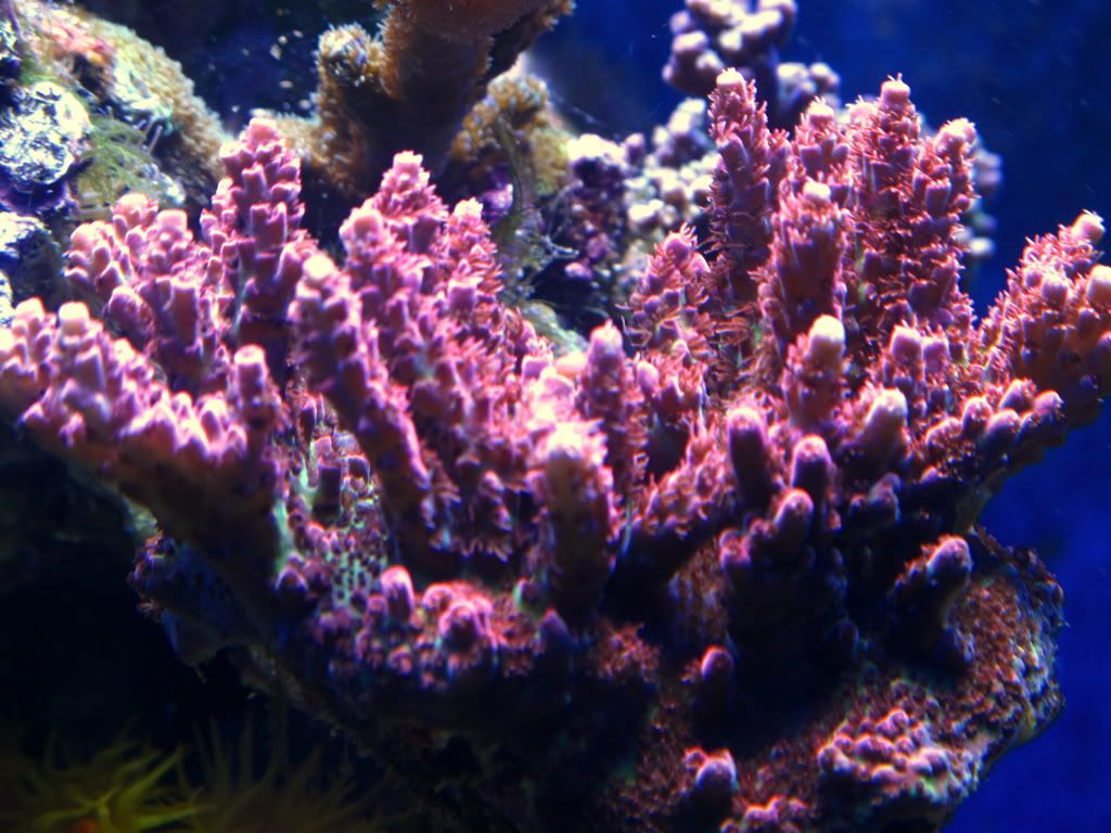aq82011046r - Slapshot's Non-Photo Reef
