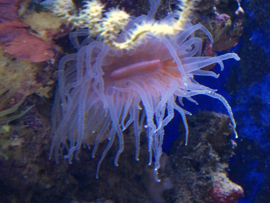 aq82011051r - Slapshot's Non-Photo Reef