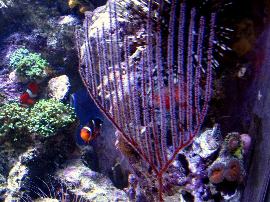 aq82011052r - Slapshot's Non-Photo Reef