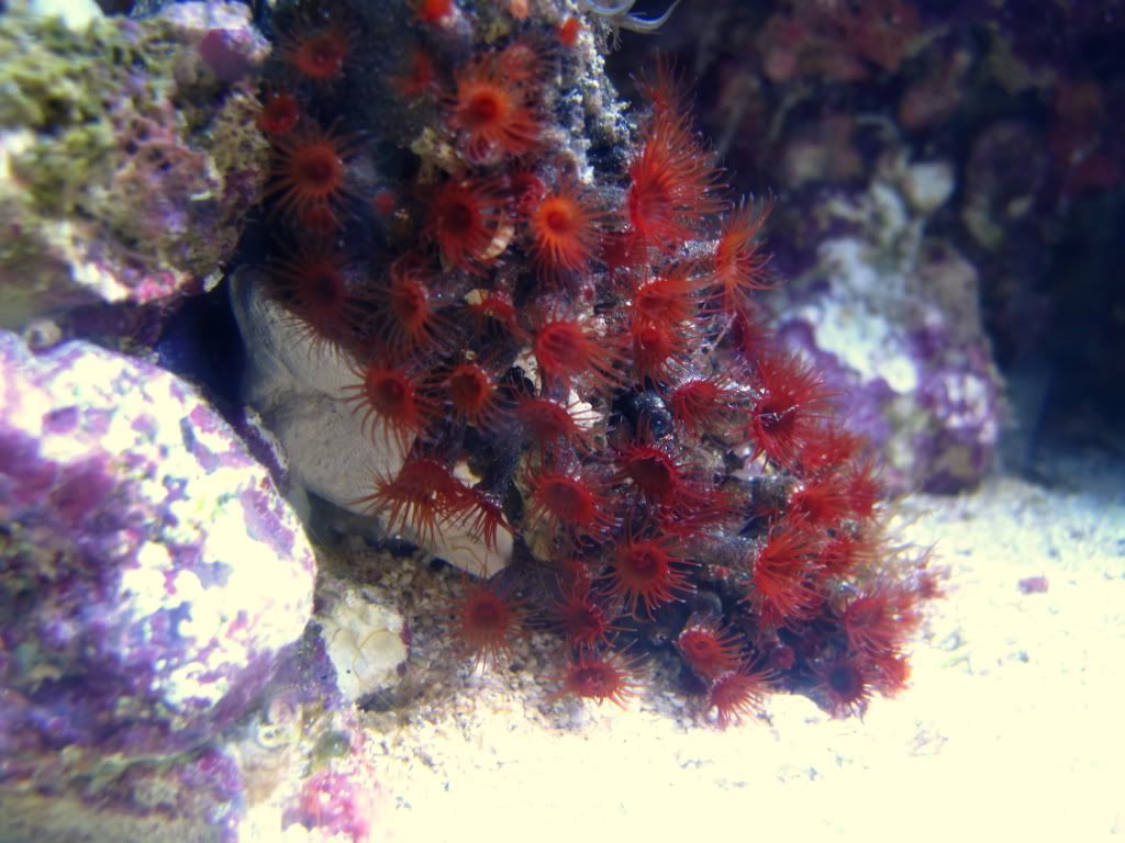 aq82011053r - Slapshot's Non-Photo Reef