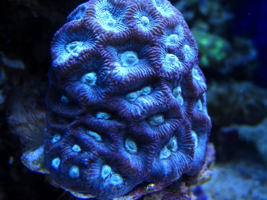 aq82011055r - Slapshot's Non-Photo Reef