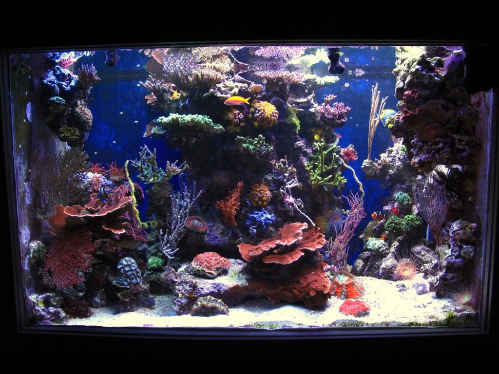 aq82011062r - Slapshot's Non-Photo Reef