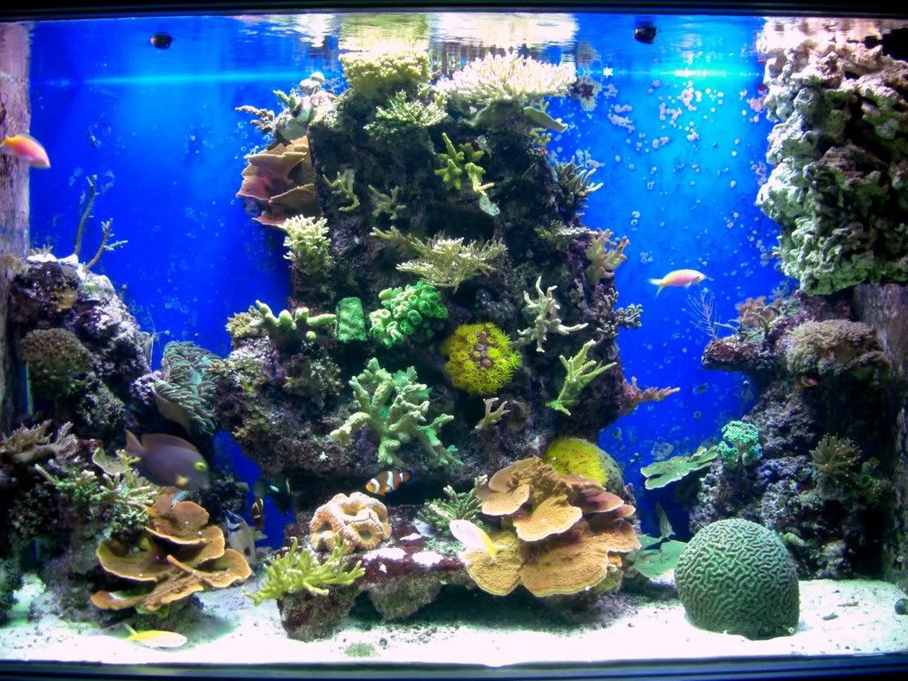 aquarium22808002rr - Slapshot's Non-Photo Reef