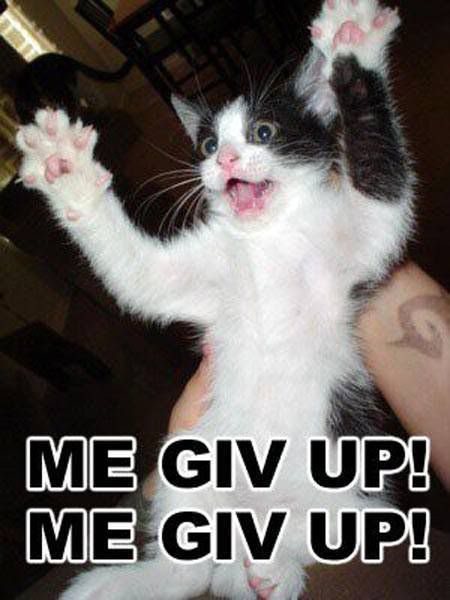 me_give_up_cat.jpg