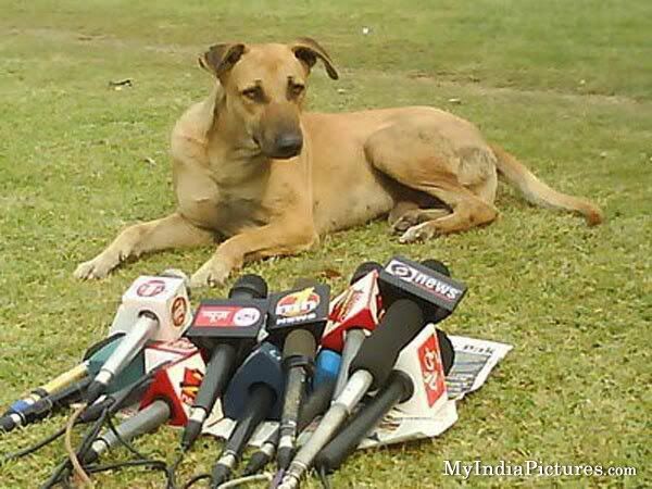 Dog-News-Conference-Funny-India.jpg
