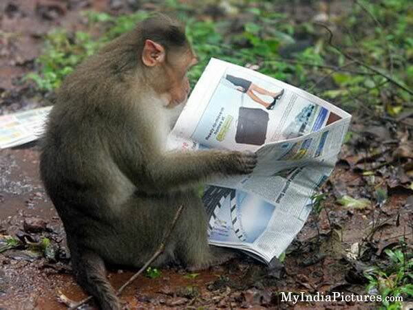 monkey-reading-newspaper-funny.jpg