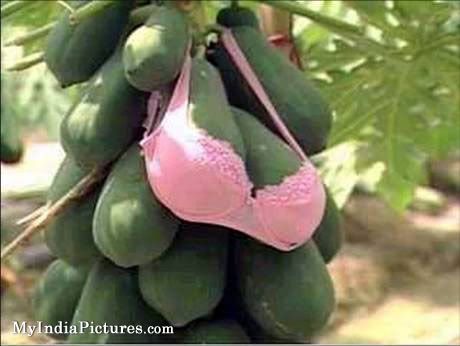 papaya-bra-funny.jpg