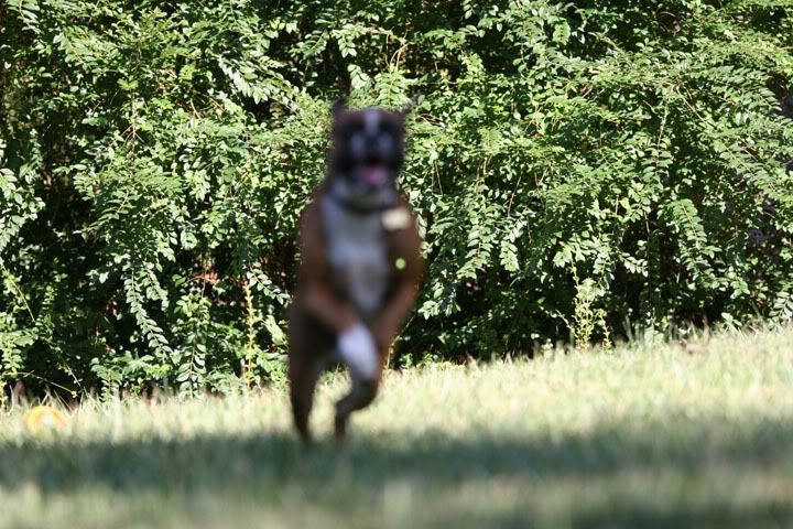 IMAGE: http://i157.photobucket.com/albums/t75/mikenc1515/09-18-07036-720-8.jpg