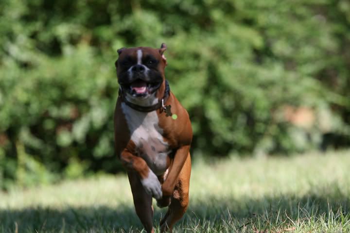 IMAGE: http://i157.photobucket.com/albums/t75/mikenc1515/09-18-07037-720-8.jpg