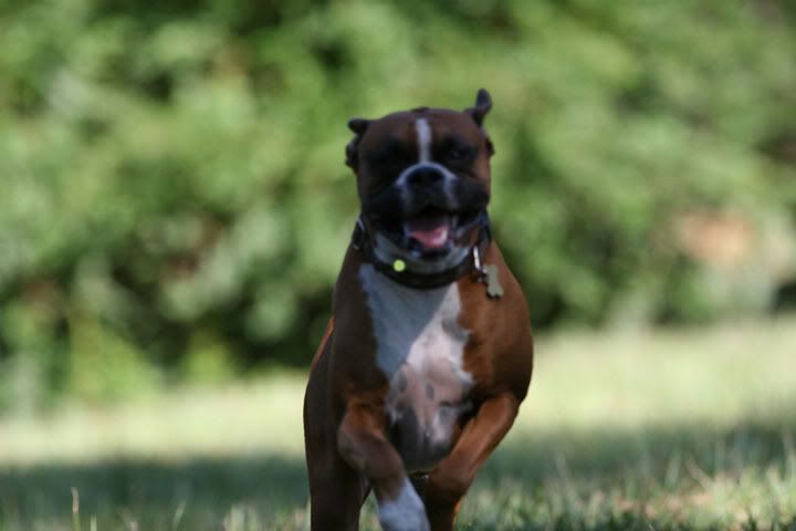 IMAGE: http://i157.photobucket.com/albums/t75/mikenc1515/09-18-07038-720-8.jpg