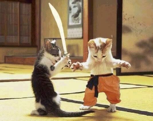 Karate Kittens Pictures, Images and Photos
