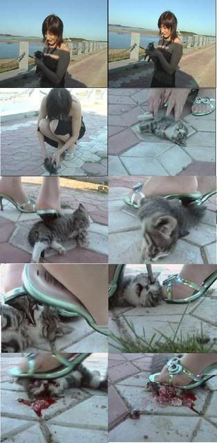 Chinese cat stomper
