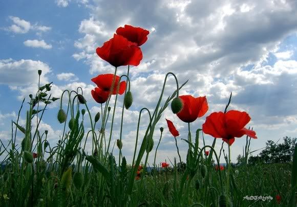 coquelicots.jpg coquelicots image by pascalenne