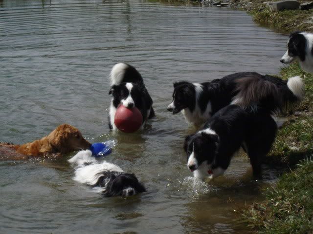 Wet dogs with jollyballs