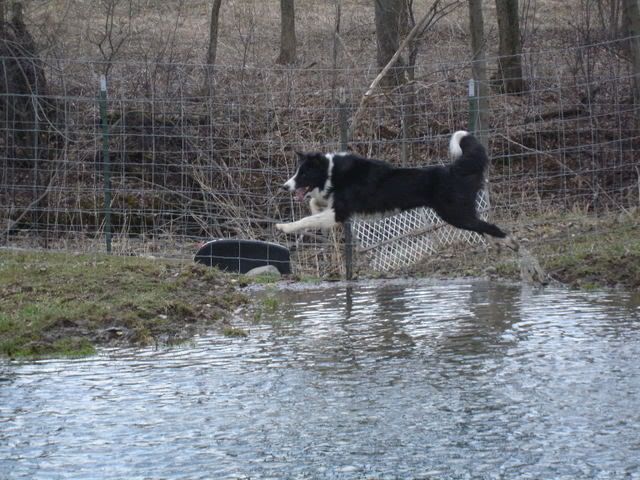 Gus Puddle Jumping 1