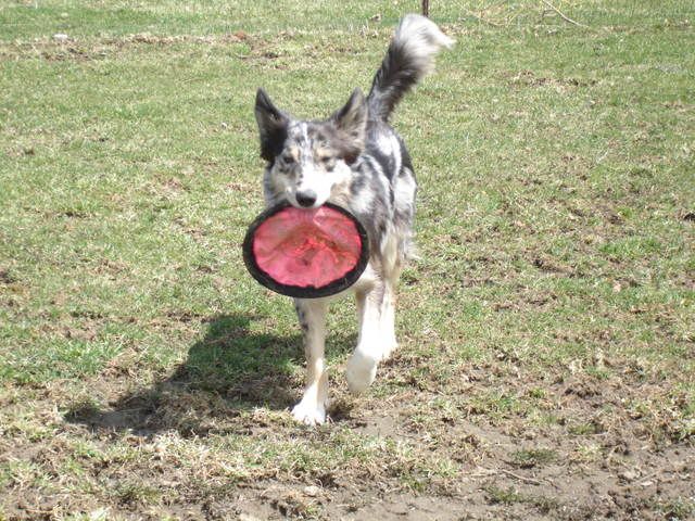 Bodie with Frisbee