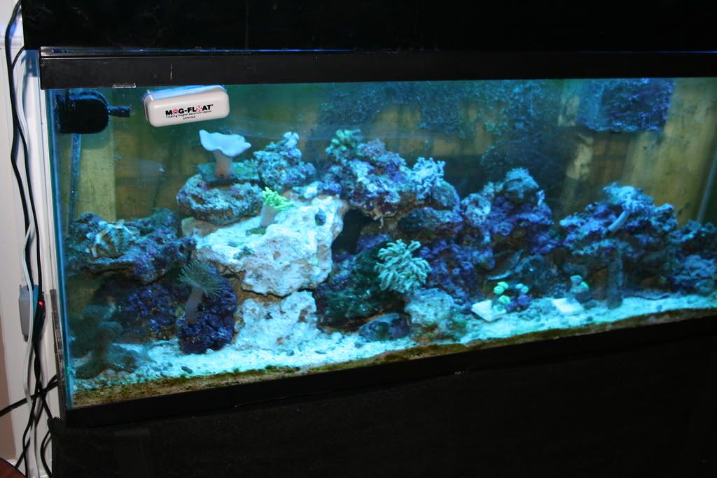 hammer coral placement Living Reefs